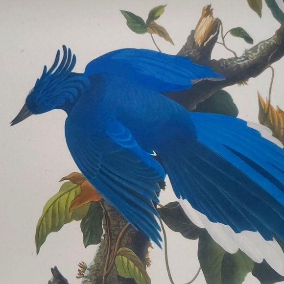 JOHN JAMES AUDUBON (1785-1851) "Columbia Jay, No. 20” Print 1948 - Picture 7 of 11